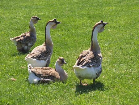 geese